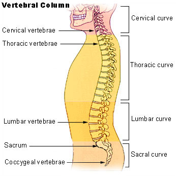 Lomber omurga ve disk anatomisi şeması