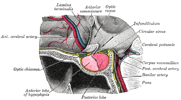 Servikal omurga anatomisi C3-C7 vertebra şeması