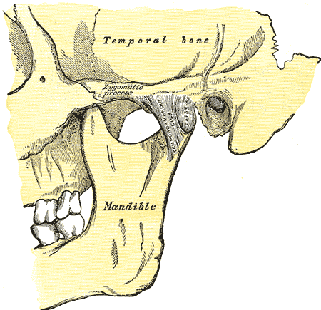 Temporomandibular eklem TME anatomi diyagramı