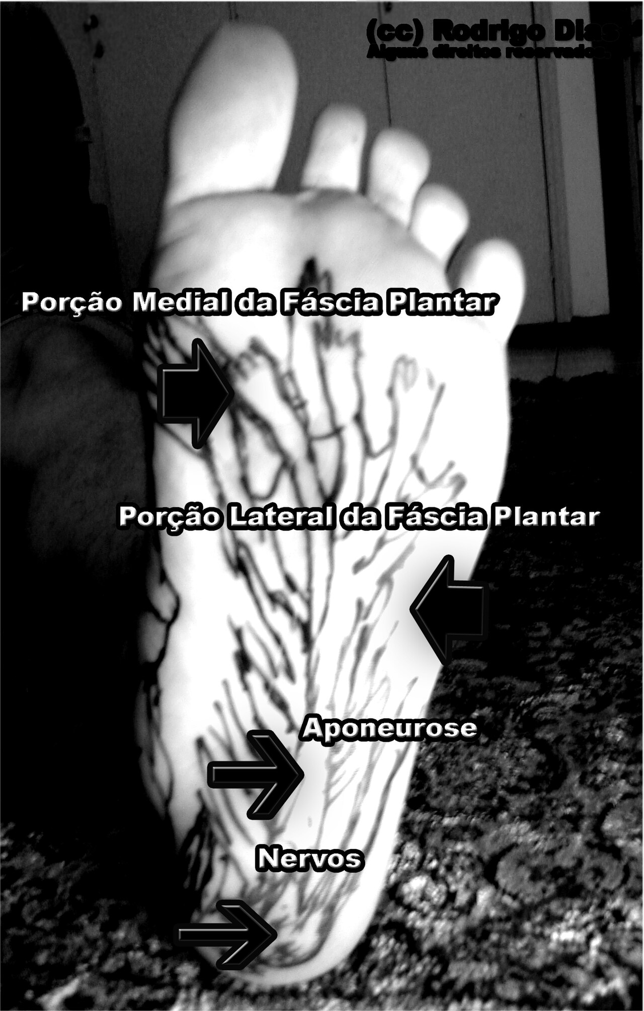 Plantar fasya ve topuk kemiği anatomisi