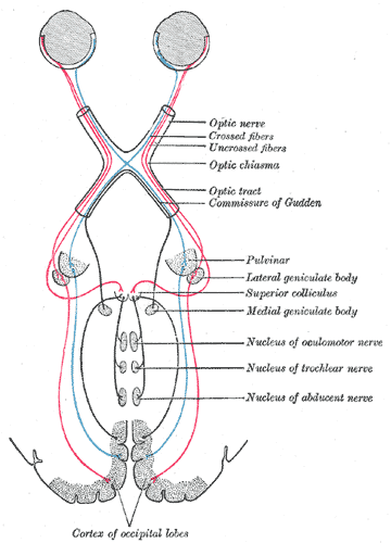 Ayak kemikleri anatomisi kalkaneus